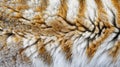 Close up of Tiger Fur Texture Showing Exquisite Details of Stripes and Patterns Royalty Free Stock Photo