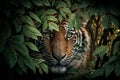 Close up of a tiger hiding in a green leafy bush