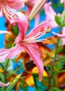 Close up of tiger lily Royalty Free Stock Photo