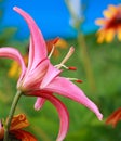 Close up of tiger lily Royalty Free Stock Photo