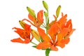 Close up Tiger Lily flower Royalty Free Stock Photo