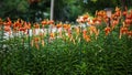 Close up of the Tiger Lily garden Royalty Free Stock Photo