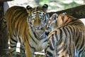 Close up of a tiger . Tiger Panthera tigris altaica Royalty Free Stock Photo