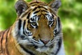 Close up of a tiger . Tiger Panthera tigris altaica Royalty Free Stock Photo