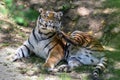 Close up of a tiger . Tiger Panthera tigris altaica