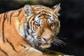 Close up of a tiger . Tiger Panthera tigris altaica Royalty Free Stock Photo