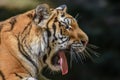 Close up of a tiger s face with bare teeth Tiger Panthera tigris altaica Royalty Free Stock Photo