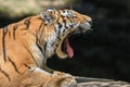 Close up of a tiger s face with bare teeth Tiger Panthera tigris altaica Royalty Free Stock Photo