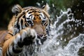 Close-up of a tiger playfully splashing river water with its mighty paw capturing the raw power and elegance of this magnificent