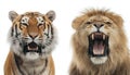 Roaring Tiger and Lion on White Background Royalty Free Stock Photo