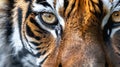 A close up of a tiger's face Royalty Free Stock Photo