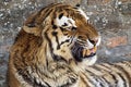 Close up of a tiger's face with bare teeth. Royalty Free Stock Photo