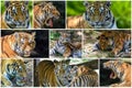 A collage of photos.  Close up of a tiger s face with bare teeth Tiger Panthera tigris altaica Royalty Free Stock Photo