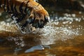 Close-up of a tiger\'s paw entering the river with a splash the water ripples reflecting the strength and grace of this apex