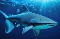 Close-up tiger shark in the ocean,marine dangerous predator swimming in the sea Royalty Free Stock Photo