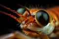 close-up of tiger shrimp prawn's eye, with its intense gaze