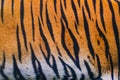 Close Up Tiger Skin Background