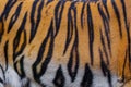 Close up tiger skin texture Royalty Free Stock Photo