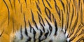 Close up tiger skin texture Royalty Free Stock Photo