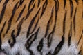 Close up tiger skin texture Royalty Free Stock Photo