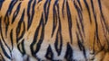 Close up tiger skin texture background Royalty Free Stock Photo