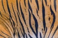 Close up tiger skin texture background Royalty Free Stock Photo