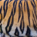 Close up tiger skin texture Royalty Free Stock Photo