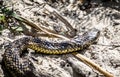Close up Tiger Snake Notechis scutatus Narawntapau National Park Tasmania Royalty Free Stock Photo