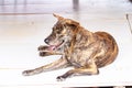 Close-up of Tiger-striped brown dog is lying sleep in middle on white background. Royalty Free Stock Photo