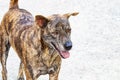 Close-up of Tiger-striped brown dog standing looking ahead in the middle of a concrete road. Royalty Free Stock Photo