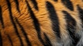 Close up tiger stripes pattern texture background Royalty Free Stock Photo