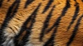 Close up tiger stripes pattern texture background Royalty Free Stock Photo