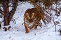 Tiger in the forest