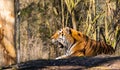 A portrait of a tiger