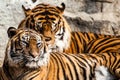 Close-up of a Tigers face. Royalty Free Stock Photo