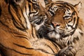 Close-up of a Tigers face. Royalty Free Stock Photo