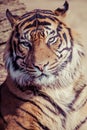 Close-up of a Tigers face. Royalty Free Stock Photo