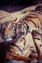 Close-up of a Tigers face. Royalty Free Stock Photo