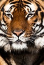 Close-up of a Tigers face. Royalty Free Stock Photo