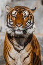 Close-up of a Tigers face. Royalty Free Stock Photo