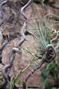 Close Up of a Tillandsia Air Plant Attaced to a Twisted Tree Branch