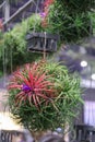 Close up Tillandsia hanging in a garden.Tillandsia plant commonly known as Airplants.