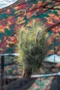 Close up Tillandsia hanging in a garden.Tillandsia plant commonly known as Airplants.