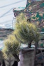 Close up Tillandsia hanging in a garden.Tillandsia plant commonly known as Airplants.