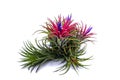 Close up Tillandsia on isolate white background.