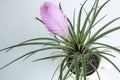 Close-up of Tillandsia Lindenii flower. Photographed in the florist shop. Royalty Free Stock Photo