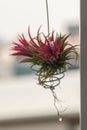 Close up Tillandsia plant blurred.