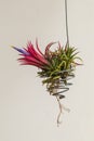 Close up Tillandsia plant blurred.