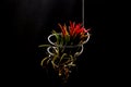 Close up Tillandsia plant isolate on black background. Tillandsia plant commonly known as Airplants.