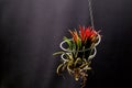 Close up Tillandsia plant isolate on black background. Tillandsia plant commonly known as Airplants.